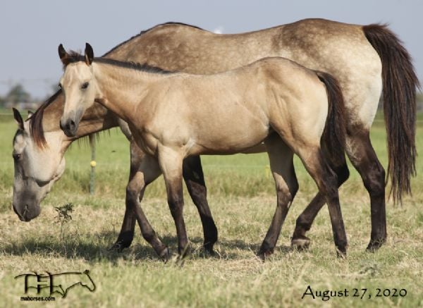 Docs Driften Heart's 2020 Buckskin Filly